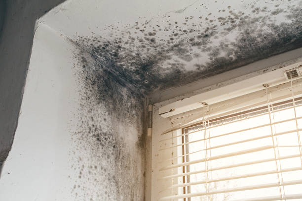 Affordable Mold Cleanup solutions in Maple Shade, NJ